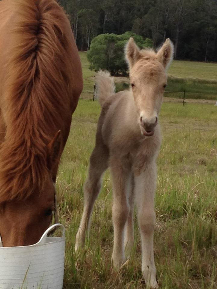 Timor Pony